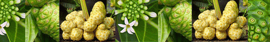 noni juice